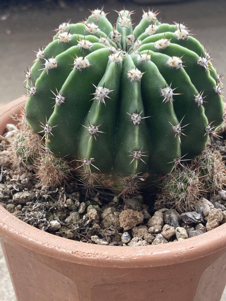 HUMOR】エキノプシス系統交配種「エレガンスピンク」☆超絶 美花